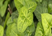 常春藤叶子发黄怎么办 常春藤叶子发黄的原因？