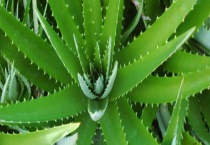 室内吸尘植物推荐 主要吸收哪些有害物质