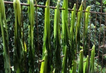 梅菜是不是芥菜 梅菜和芥菜有什么不同