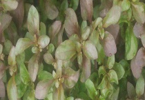 金线莲病虫害防治技术 附发病特征