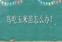 鸟吃玉米苗怎么办？