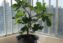 盆栽无花果怕太阳暴晒吗？