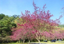 送樱花代表什么意思