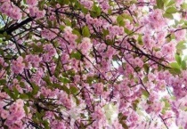 赣州樱花公园开花了吗？