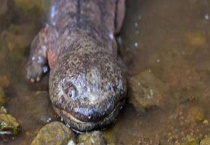 娃娃鱼怎么杀？怎么吃