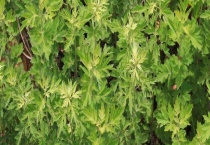 艾草防蚊子吗？