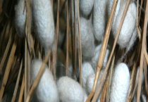 蚕卵多久才能孵出蚕