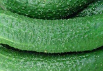 苦瓜地种黄瓜会苦吗？