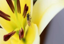 怎么诱蜂最容易来蜂 注意事项有哪些？