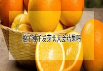 橙子种子发芽长大会结果吗？