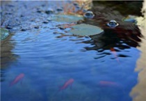 春季鲤鱼饵料配方