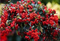 相思豆是什么植物