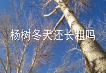 杨树冬天还长粗吗？