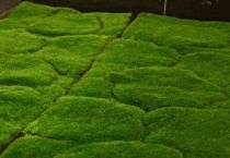 苔藓是植物吗？