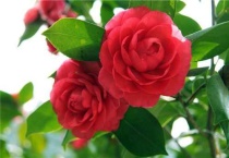 花五行属性是什么？