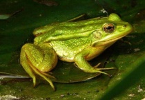 青蛙是体内受精还是体外受精