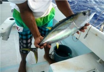 金枪鱼是深海鱼吗？