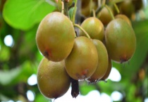 猕猴桃僵苗怎么办？