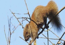 松鼠尾巴的作用 尾巴比身体还大