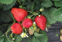 草莓缺钙是什么症状