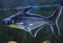 汗鲨与蓝鲨哪个贵