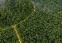 什么是种植园农业？种植园农业的特点和区位条件是什么？