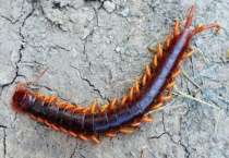 蜈蚣用什么药可以杀死