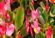 玻璃翠和燕子掌的区别？