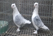 淑女鸽的繁殖力如何 怎么养