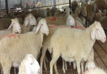 小尾寒羊的饲料配方 不同成长阶段的饲料配方不同