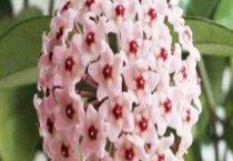 球兰花有毒吗？