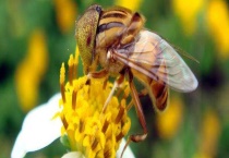 家庭养蜂技术及注意事项 养蜂工具有哪些？