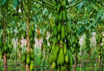 木瓜和番木瓜有什么区别？ 科属、果实外形、口感均不同