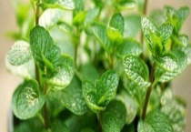 留香兰和薄荷的区别？