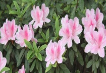 杜鹃花苗多少钱一棵 杜鹃花怎样养