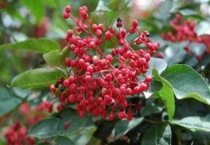 花椒籽能种出花椒树吗？