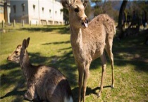 麝可以私人养殖吗？