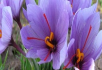 顶级藏红花的价格大概多少 怎样辨别真假