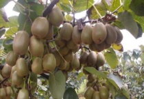 猕猴桃树公母都结果吗？