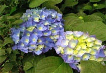 绣球花焦叶是什么原因？