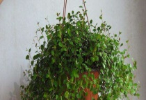 千叶吊兰叶片发黄落叶怎么办 为什么会发黄落叶