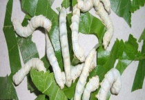 蚕为什么要蜕皮？蚕为什么要结茧