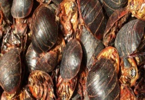 土元吃什么 附养殖技术