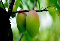 梅子、樱桃、杏子、桃子、李子的区别？ 有以下五个方面