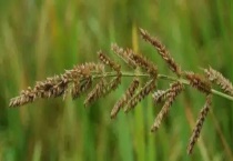 稗草与稻稗有什么不同 稻稗与稗草怎么防治