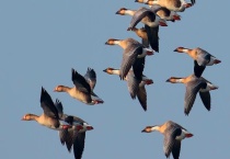 大雁有什么别名 品种有哪些 往南飞的原因是什么？