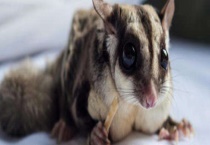 蜜袋鼯饲养须知 蜜袋鼯好养吗？