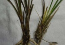 多菌灵治兰花茎腐病吗？