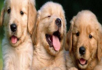 养宠物对人体健康有什么利弊 具体有什么表现