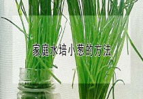 家庭水培小葱的多久？